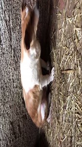 28K views · 831 reactions | traurige Weihnachten auch für OPA LIONEL,...