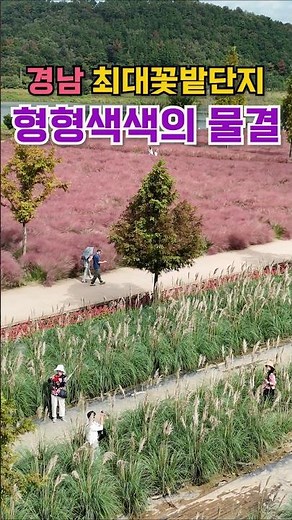 Gyeongnam's largest free flower garden. Can it really be this beautiful? Places to visit in Octob...
