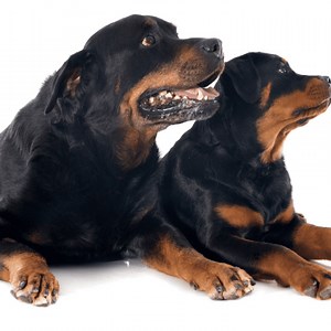 Your Rottweiler’s Coat: 8 Ways To Take Care Of It - The German Shepherder