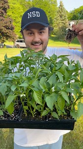Gonna have so many veggies this year! Who wants some updates? | Nick's Seasonal Décor