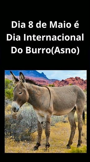 Dia Internacional Do Burro #animals #mamíferos #burros