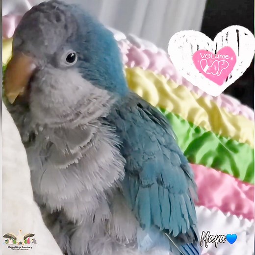 7.2K views · 469 reactions | Beak grinding is a natural behavior, and it is our way of letting you know that we are relaxed and content. 律‍♀️ ~ Maya | Happy Wings Sanctuary | Facebook