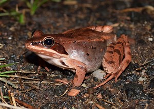 Connecticut frog that freezes, comes 'back to life' in spring is remerging for the season