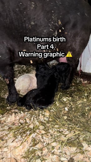 Platinum's Birth: Part 4 of Baby Goat Journey