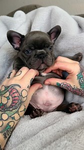 Did you know they came in squeaky? 🤣🤣 #puppy #frenchbulldog #frenchbulldogpuppy #cutemoments | Roseflower Frenchies