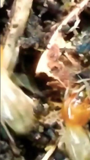 ᭚ᬢᭂᬢᬦᬶ᭟ (Tetani) Rayap - termite - Isoptera 14