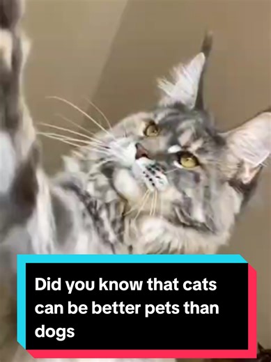 Cats as Better Pets than Dogs: Discover the Benefits