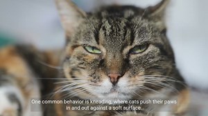 A Simplified Guide: Understanding Cat Behavior