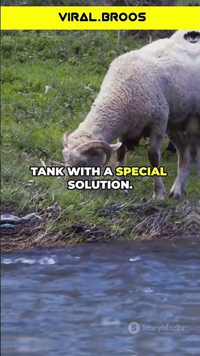 HOW A SHEEP DIPPER WORKS!