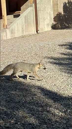 What the Fox?! #fox #greyfox #grayfox #newmexiconature