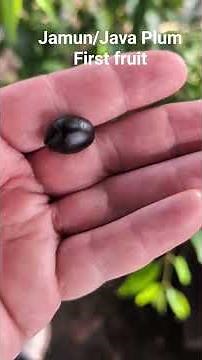 Jamun/Java Plum first fruit. (Syzygium cumini)
