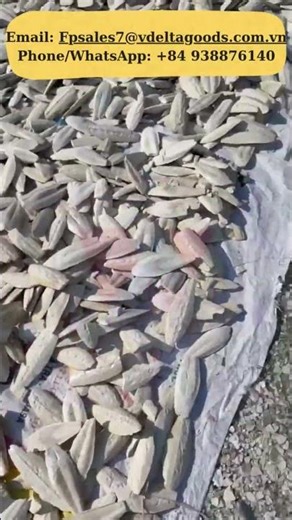CUTTLEFISH BONE -Vietnam