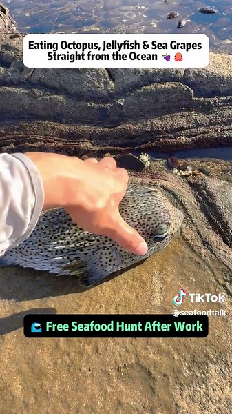 Ocean Foraging Adventure: Discovering Edible Sea Creatures