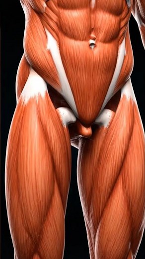 This Is What Your Body Really Looks Like Inside 😳 (3D View)