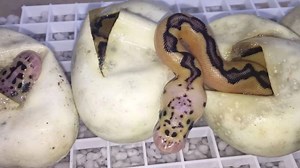 Babies coming out of the egg ❤️. @ballpythons101_ig | Ball Pythons 101