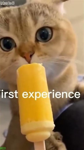 Super Cat fails a trick - Cat Reaction 🤪 Too Funny!