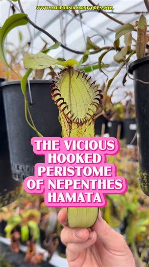 7.7K views · 314 reactions | We’ve talked about how Nepenthes have two different-looking pitchers referred to as uppers and lowers. But there can also be an intermediate pitcher that falls somewhere between the two! This Nepenthes hamata shows off traits of both kinds of pitchers! www.CaliforniaCarnivores.com | California Carnivores | Facebook