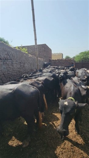 62K views · 2.9K reactions | Katta Farming & Katti Farming #fyp #shorts #viral | Farming Business TV | Facebook