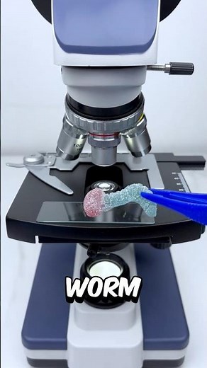 Sour worm under the microscope 🔬😱