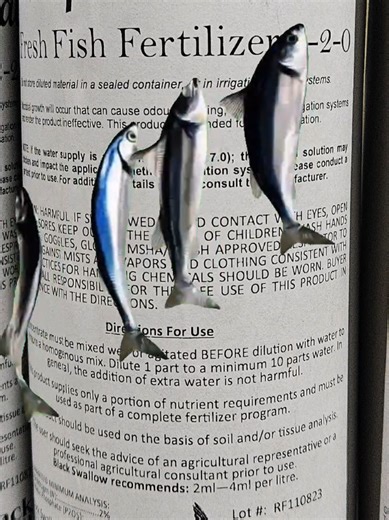 Fish Hydrolysate, in its simplest form, is ground up fish transformed into a liquid, by means of a cold process, where the breakdown of molecular bonds occurs through various biological and enzymatic processes. This breaks down the smaller pcs of fish body- bones, cartilage and meat- into a nutrient rich soup that also contains a high concentration of valuable fish oil. Fish hydrolysate is different from fish emulsion. The latter is also made from ground up fish waste. However this is commonly d
