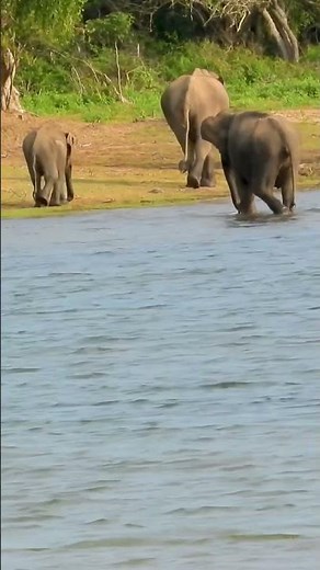 Elephant Herd Social Behavior | Wild Asian Elephants in Natural Habitat