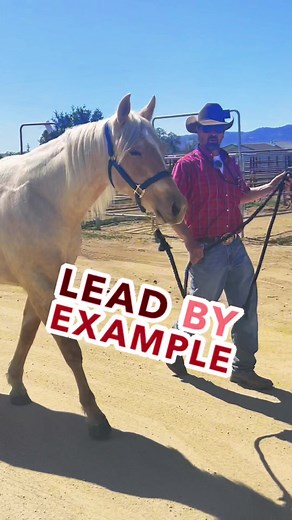 Mankins Performance Horses on TikTok