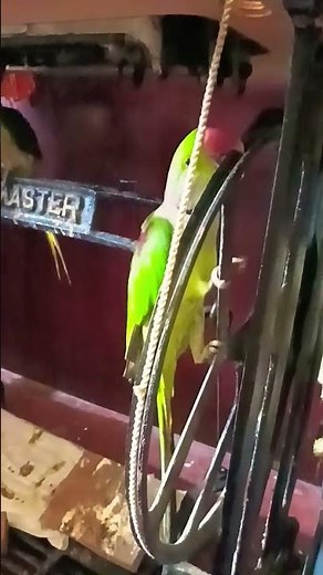 parrot sound and talk #parrot #talkingparot #petbird #birds #nonstoptalkingparrot #talkingparrot #fu