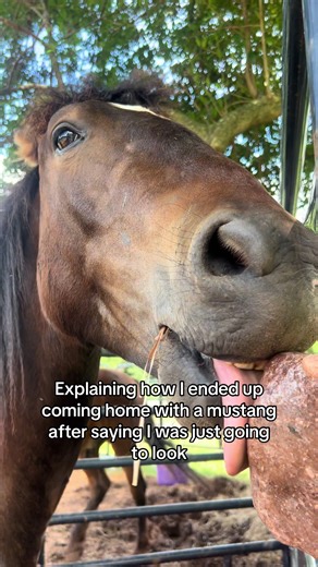 Coming Home with a Mustang: My Unexpected Journey