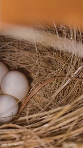 Java Finches done Nesting & laid eggs #shorts #shortsfeed #javafinches #breeding #sipetstv