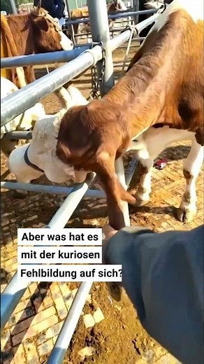 Cow grows a fifth leg on its head