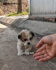 He Kept Running From Everyone… Until One Moment Changed His Life 🐶❤️ | People love animals
