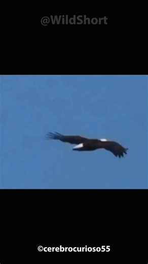 Bald eagles COURTSHIP CHOREOGRAPHY! Bald eagles mating #baldeagles #wildanimals #wildshort | Pawprints & Purrs | Facebook