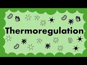 GCSE Biology - Thermoregulation (Homeostasis L7)