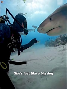 1.1M views · 38K reactions | Diver Becomes Friends With Wild Tiger Shark | Suusuu | Facebook