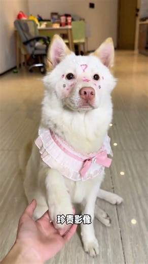 Feline Friendship: Touching My Cat's Nose - A Heartwarming Tale