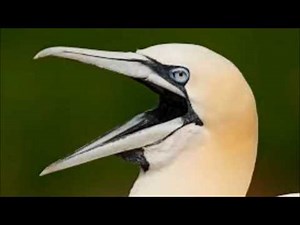 Fetty Wap SQUAW 10 Hours!