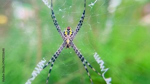 close up of spider on the web, macro video of spider on the web