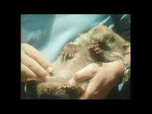 Meet Australia's Wonderful Wombat