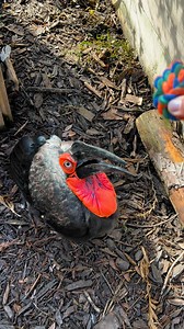 Azula, our ground hornbill, is preferring a head scratch over her new toy 🤣 | North Florida Wildlife Center