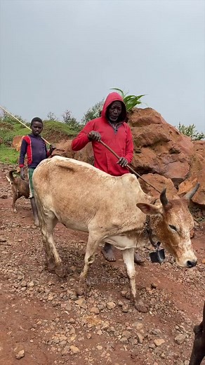 Cow traffic in Ethiopia selam new! #africa #ethiopia #travel #traveltheworld #adventure #culture #fypシ