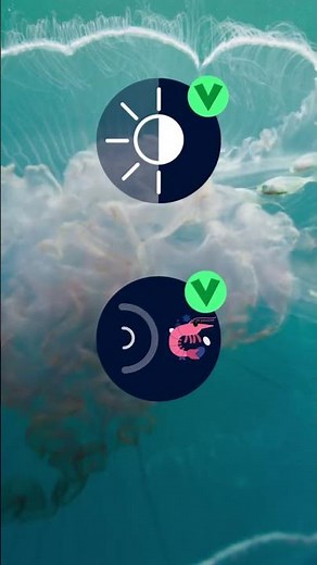 ¿Sabes cuántos tipos de medusas existen? 🪼​