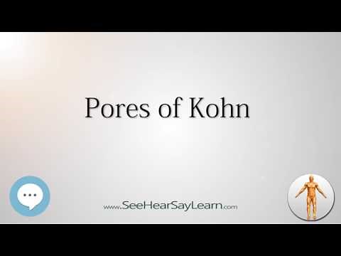 Pores of Kohn Anatomy Named After People 🔊
