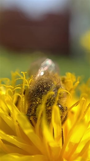 Bee and Dandelion: A Fascinating Pollination Journey