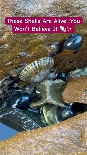 These Shells Are Alive! You Won’t Believe It 🐚✨ #shorts #seashell