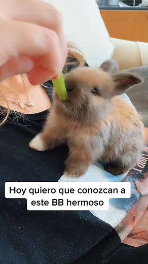 Enamorada de este conejito ♥️♥️ #rabbit #parati #foryou #fypシ #mascotas #amor❤️