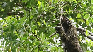 Sloth in Rainforest, Costa Rica Wildlife, Climbing a Tree, Brown Throated Three Toed Sloth (bradypus variegatus) Moving Slowly in Tree in Tortuguero National Park, Central America
