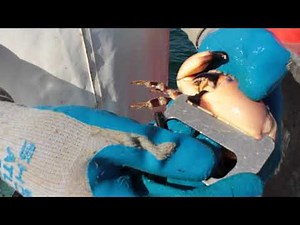 Measuring Stone Crab Claws with RJ season is here get ready