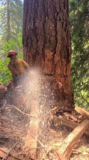 #bluecollar #stihl #661 #timberfaller #pnw #whiteriverfire #hazzardtreeremival #fyp