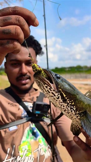 நல்ல நாட்டு விரால் மீன்🐟❤️ #fisherman #fish #yuvan #arr# #truelovequotes #yuvanshankarraja #truelove