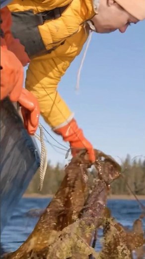 Nordic herring roe harvesting method